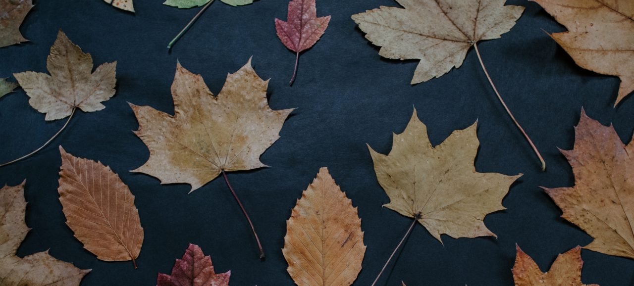Story shed cedar farm 