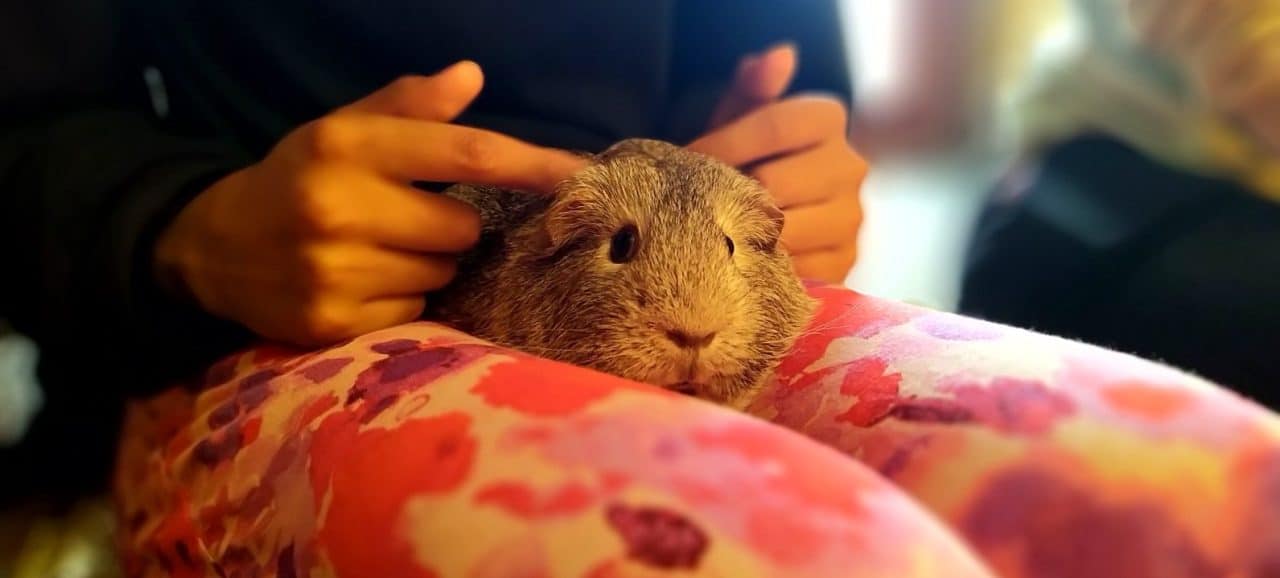 Autumn Pre-school Small Animal Experience