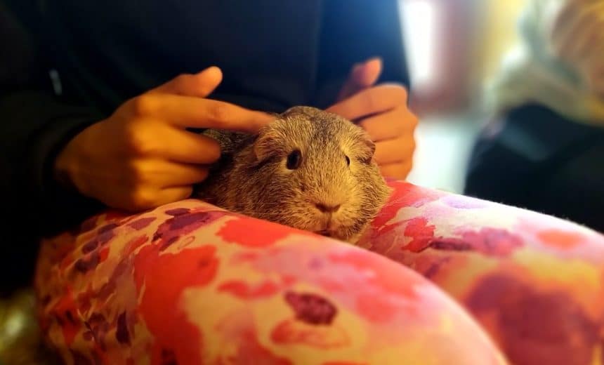 Autumn Pre-school Small Animal Experience