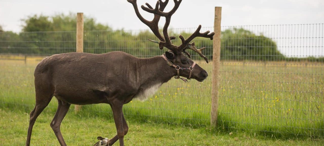 Reindeer Experience