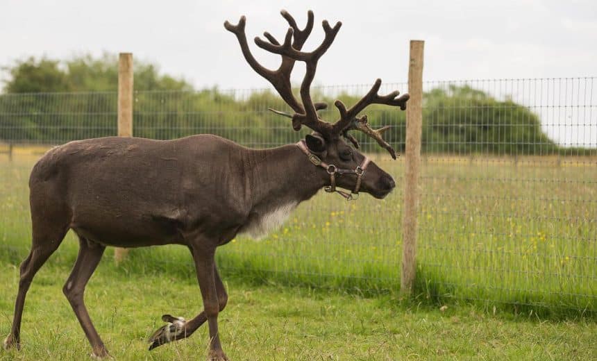 Reindeer Experience